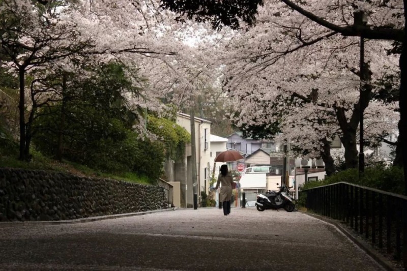 日本旅游攻略：谁说樱花不等人，北海道的樱花可以等你到五月！                                                                                               日本