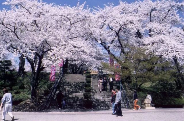 小众癖最爱的日本樱花线路：坐火车、看樱花、泡温泉、吃美食…                                                                                               日本