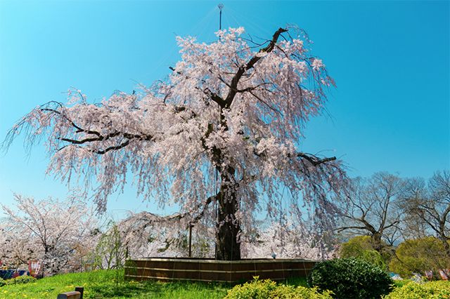 日本旅游攻略：谁说樱花不等人，北海道的樱花可以等你到五月！                                                                                               日本