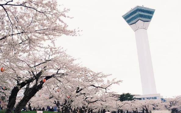 日本旅游攻略：谁说樱花不等人，北海道的樱花可以等你到五月！                                                                                               日本