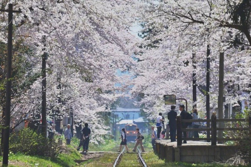 小众癖最爱的日本樱花线路：坐火车、看樱花、泡温泉、吃美食…                                                                                               日本