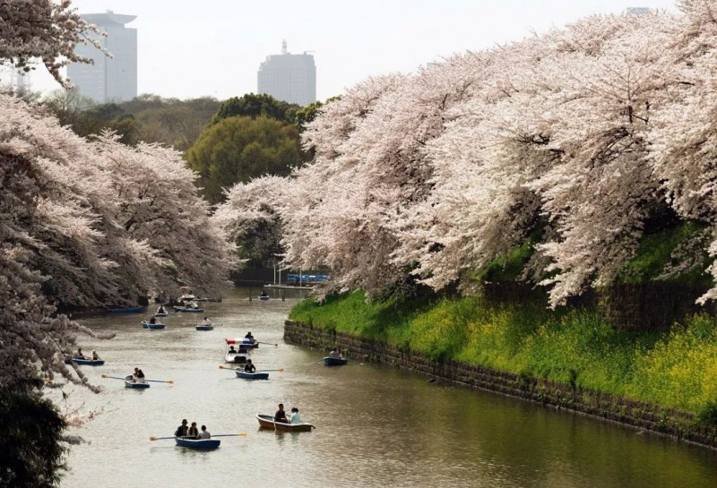 2019日本最全赏樱攻略：樱花开放时间、最佳赏樱路线一篇搞定！                                                                                               日本