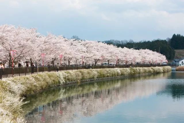 2019日本最全赏樱攻略：樱花开放时间、最佳赏樱路线一篇搞定！                                                                                               日本