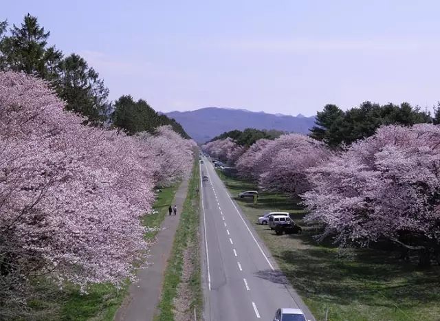 2019日本最全赏樱攻略：樱花开放时间、最佳赏樱路线一篇搞定！                                                                                               日本