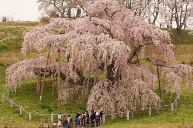 2019日本最全赏樱攻略：樱花开放时间、最佳赏樱路线一篇搞定！                                                                                               日本