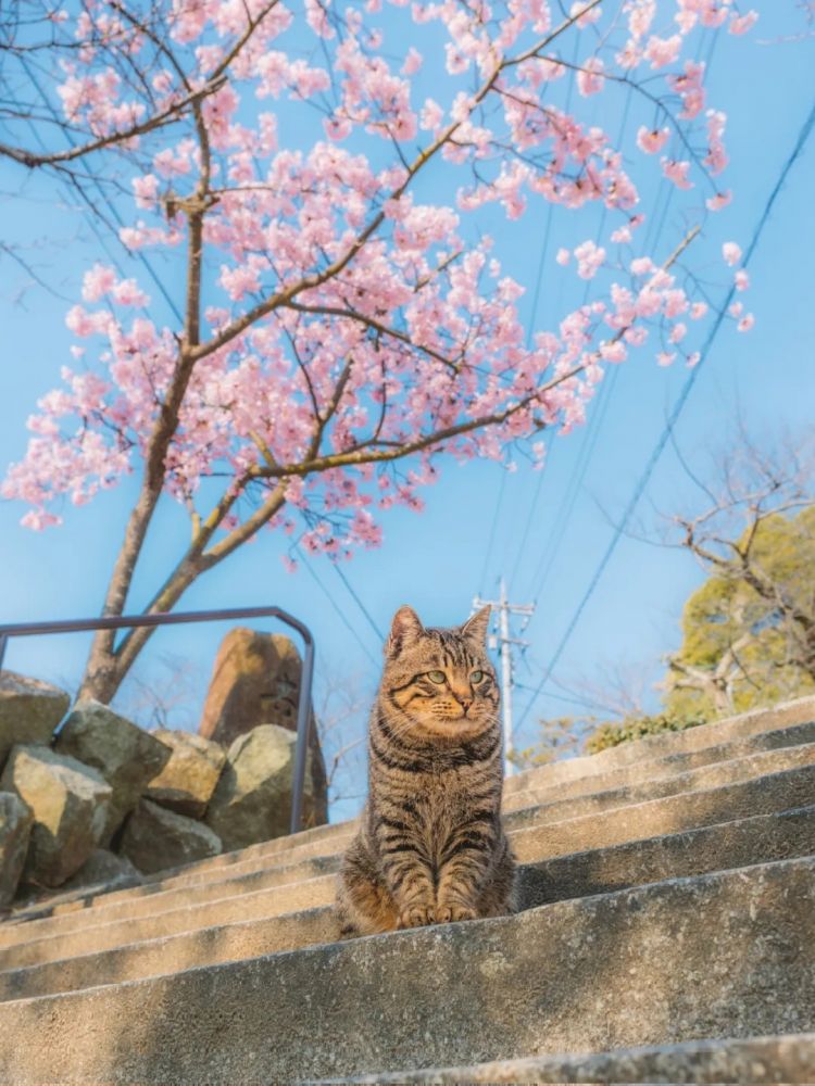 第227期：日本艺人在港猥亵被捕？石原里美二胎；人气博主直播中被刺身亡；日产CEO卸任 | 百通板