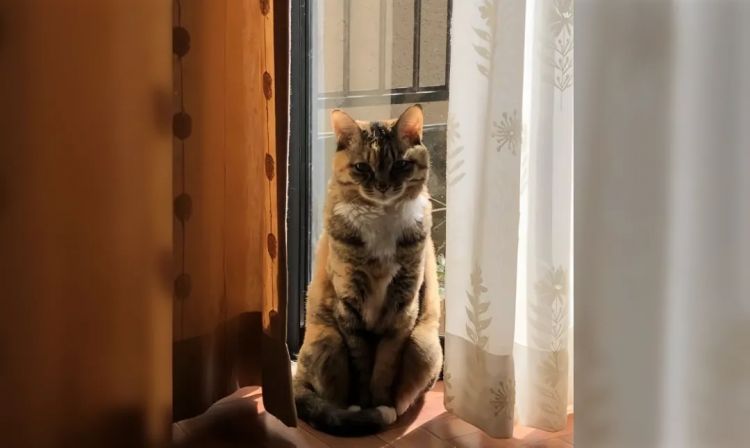 猫之日，萌宠变妖怪？猫为何化身妖异之物